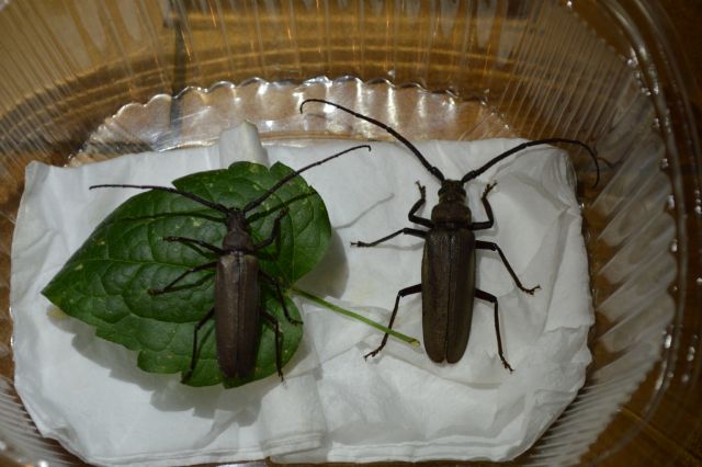 Cerambycidae: Aegosoma scabricorne, maschi